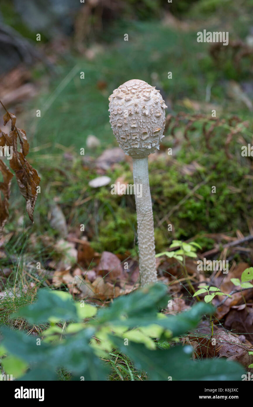 Un ombrellone fungo Foto Stock