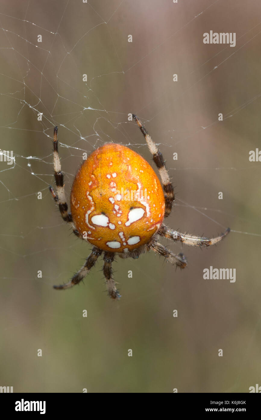 Close-up di quattro femmina-spotted orbweaver spider su un web in brughiera, REGNO UNITO Foto Stock