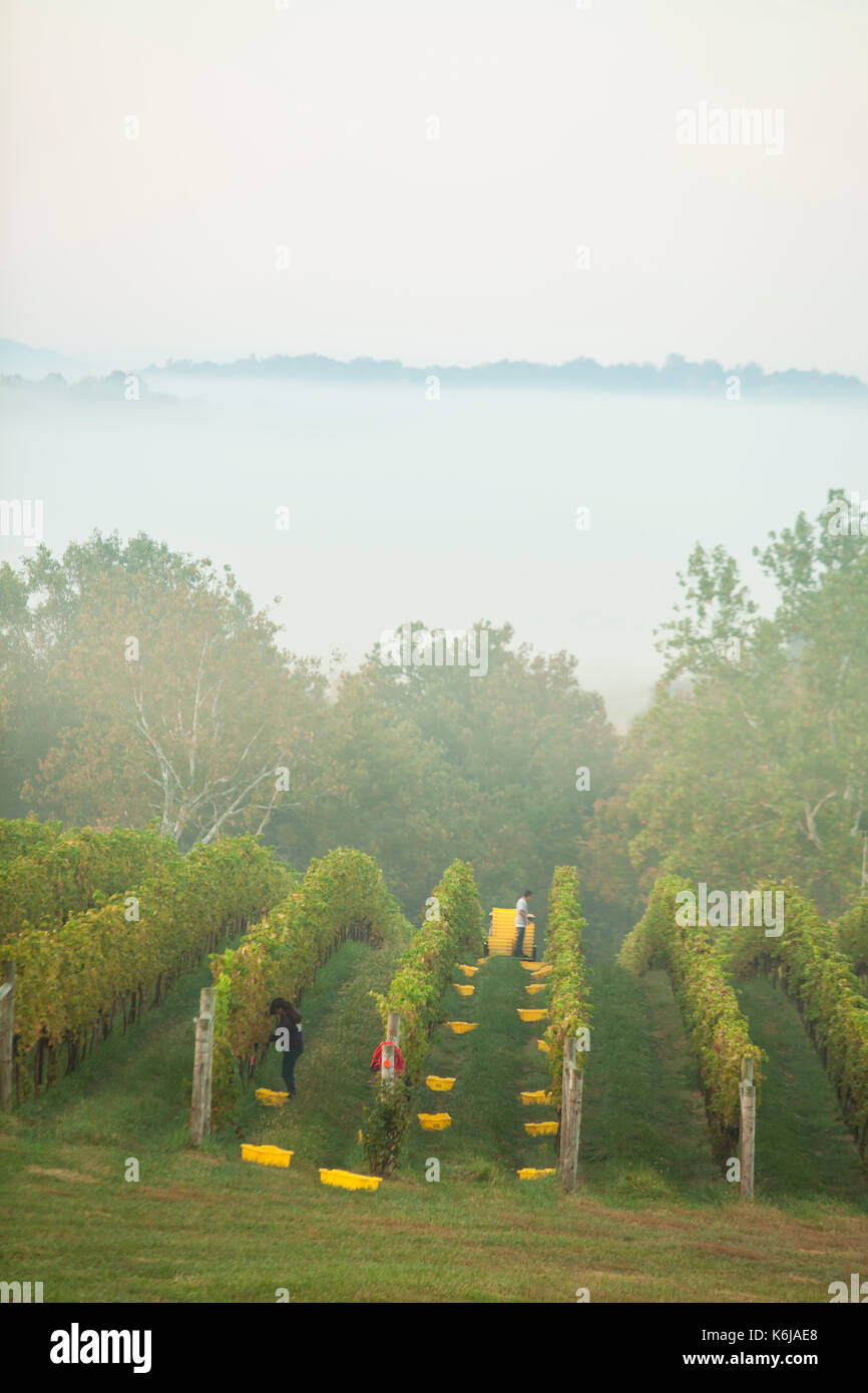 Due lavoratori la raccolta di uve in vigna durante la nebbia meteo, Delaplane, Virginia, Stati Uniti d'America Foto Stock