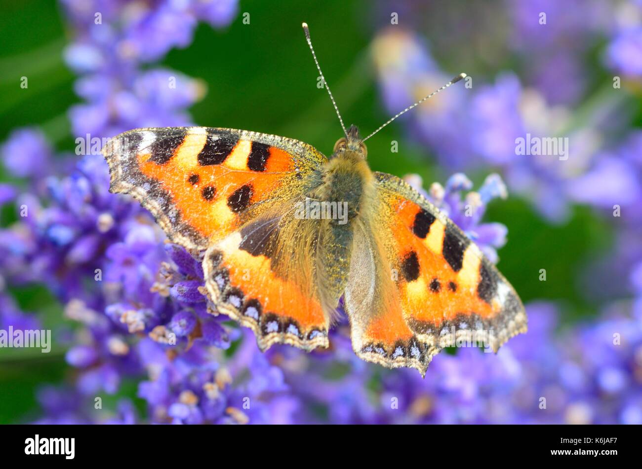 Dipinto di lady farfalla su fiori di lavanda Foto Stock