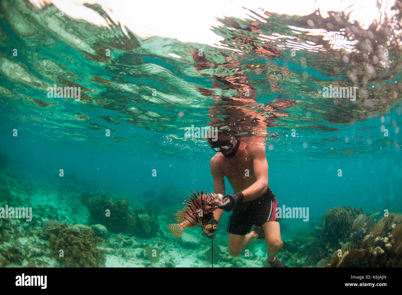 Uomo di manipolazione delicatamente pesce leone dopo infilzare, Oceano Atlantico Foto Stock