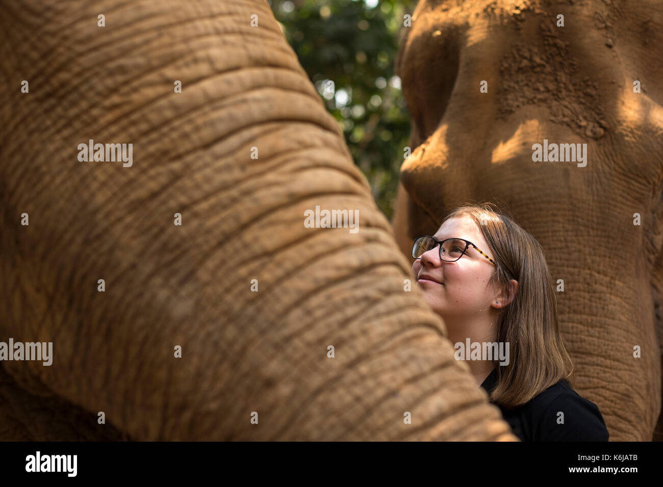 Ragazza sorridente e in piedi da giganti di elefante, Chiang Mai, Thailandia Foto Stock