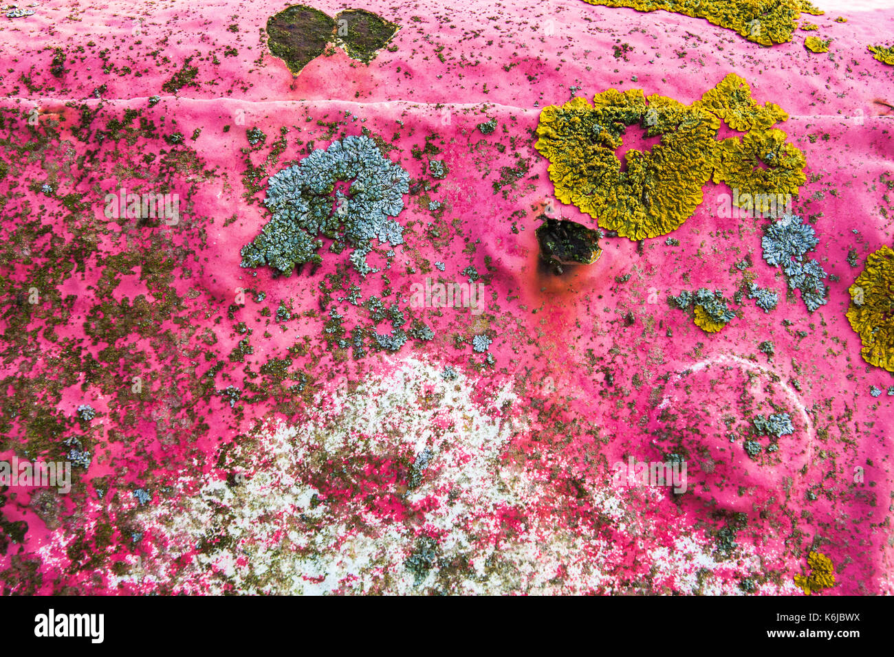Abstract del lichen coperto metallo verniciato di colore rosa Foto Stock