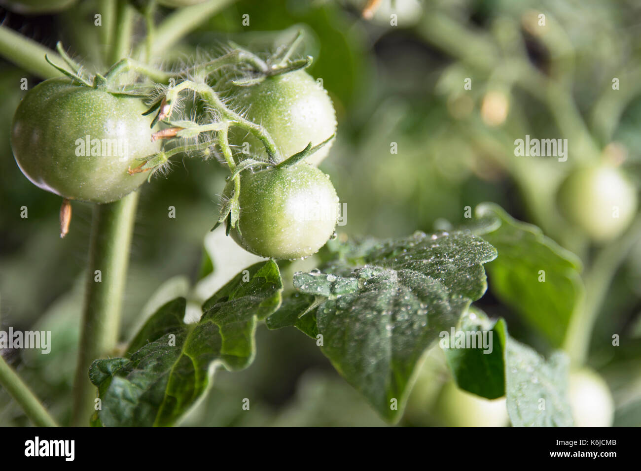 La coltivazione del pomodoro. Pomodori acerbi nell'orto. Foto Stock