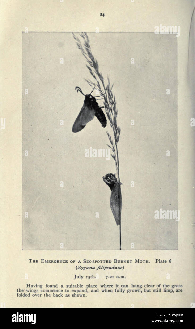 Farfalle e Falene a casa (pagina 24) BHL21686431 Foto Stock