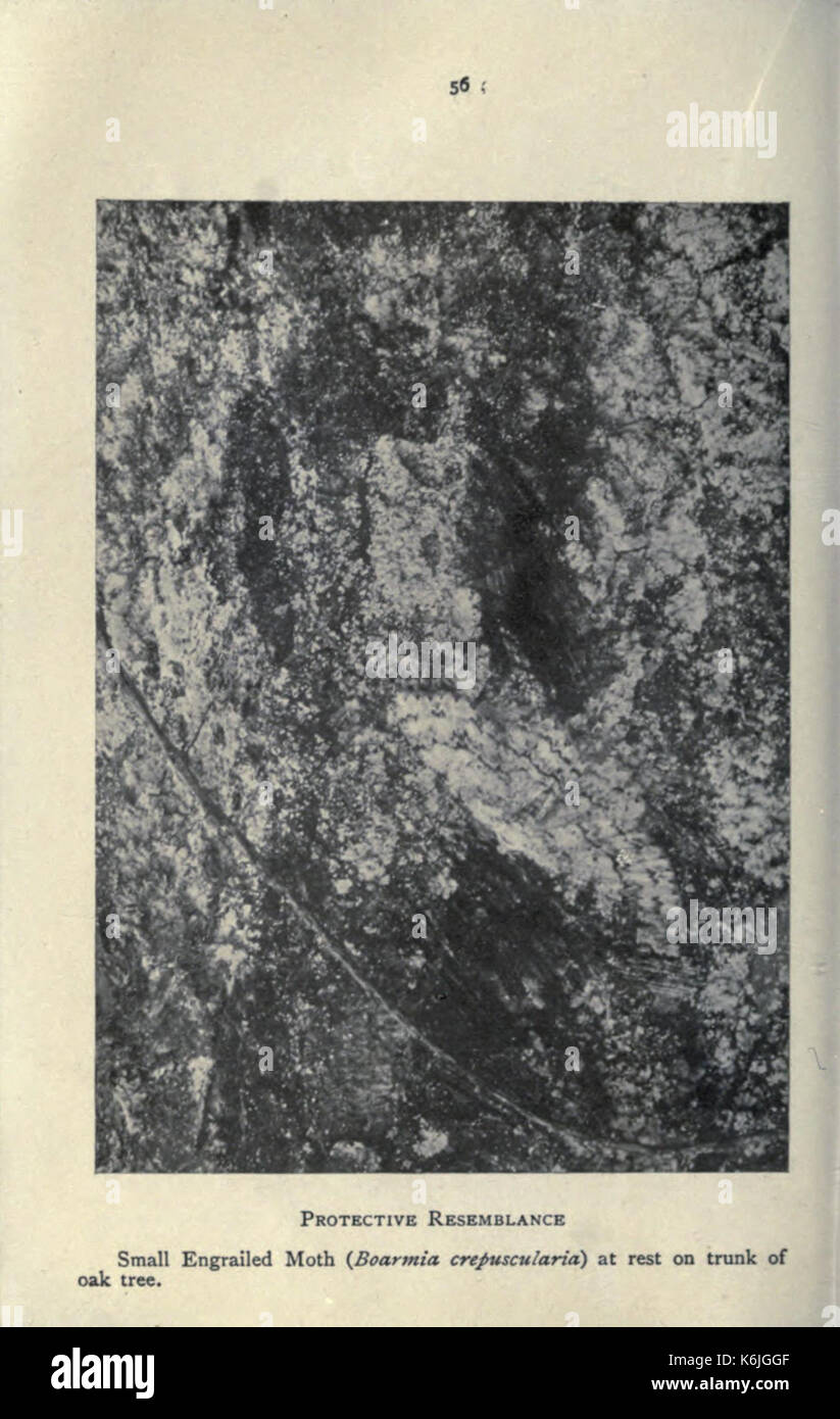 Farfalle e Falene a casa (pagina 56) BHL21686482 Foto Stock
