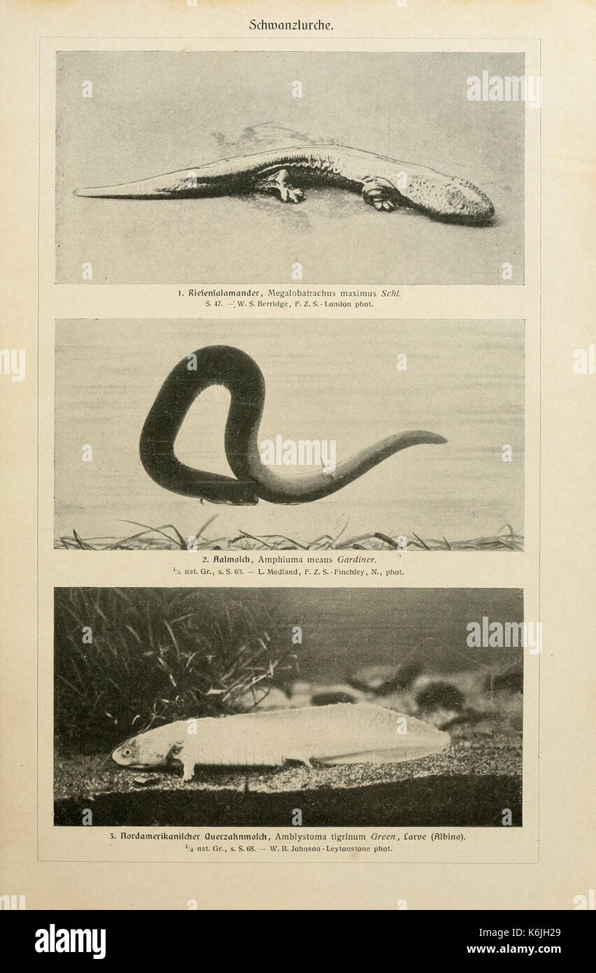 Brehms Tierleben BHL2977465 Foto Stock