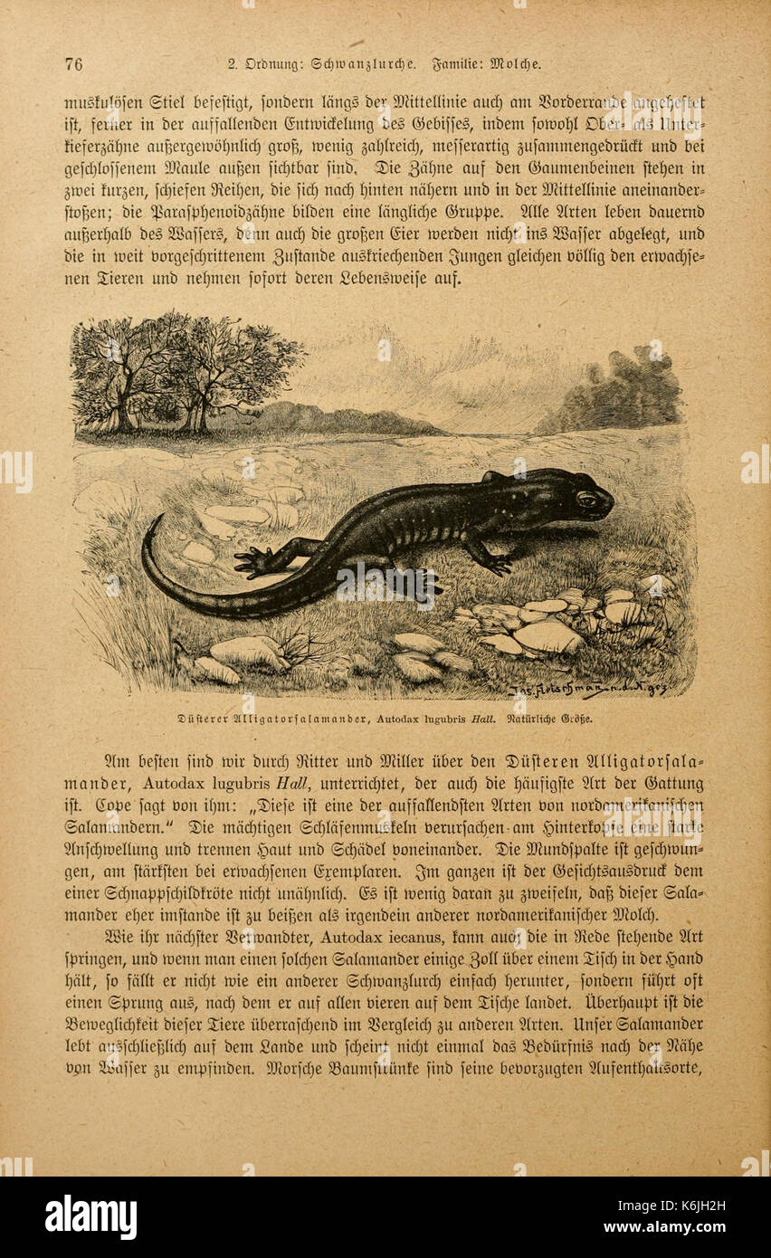 Brehms Tierleben BHL2977496 Foto Stock