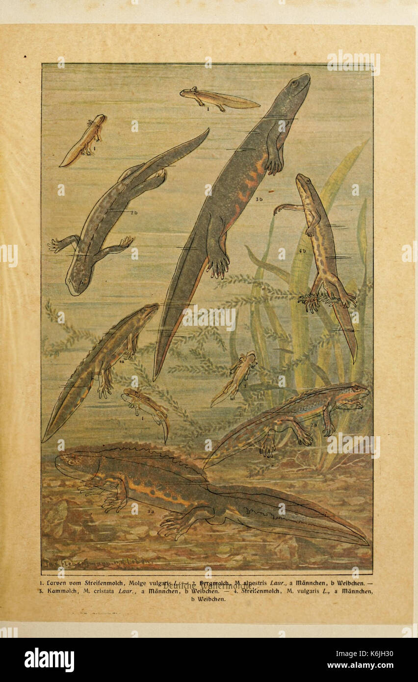 Brehms Tierleben (piastra Deutsche Wassermolch) BHL2977519 Foto Stock