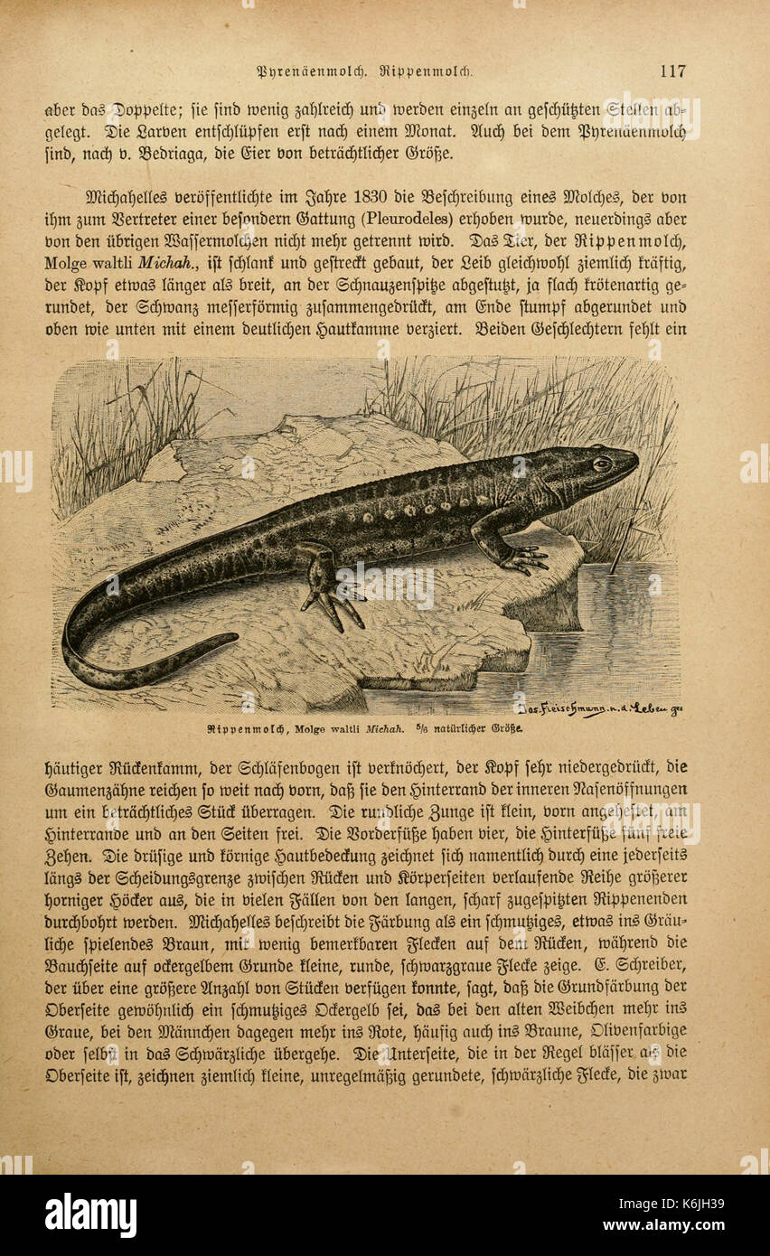 Brehms Tierleben BHL2977543 Foto Stock