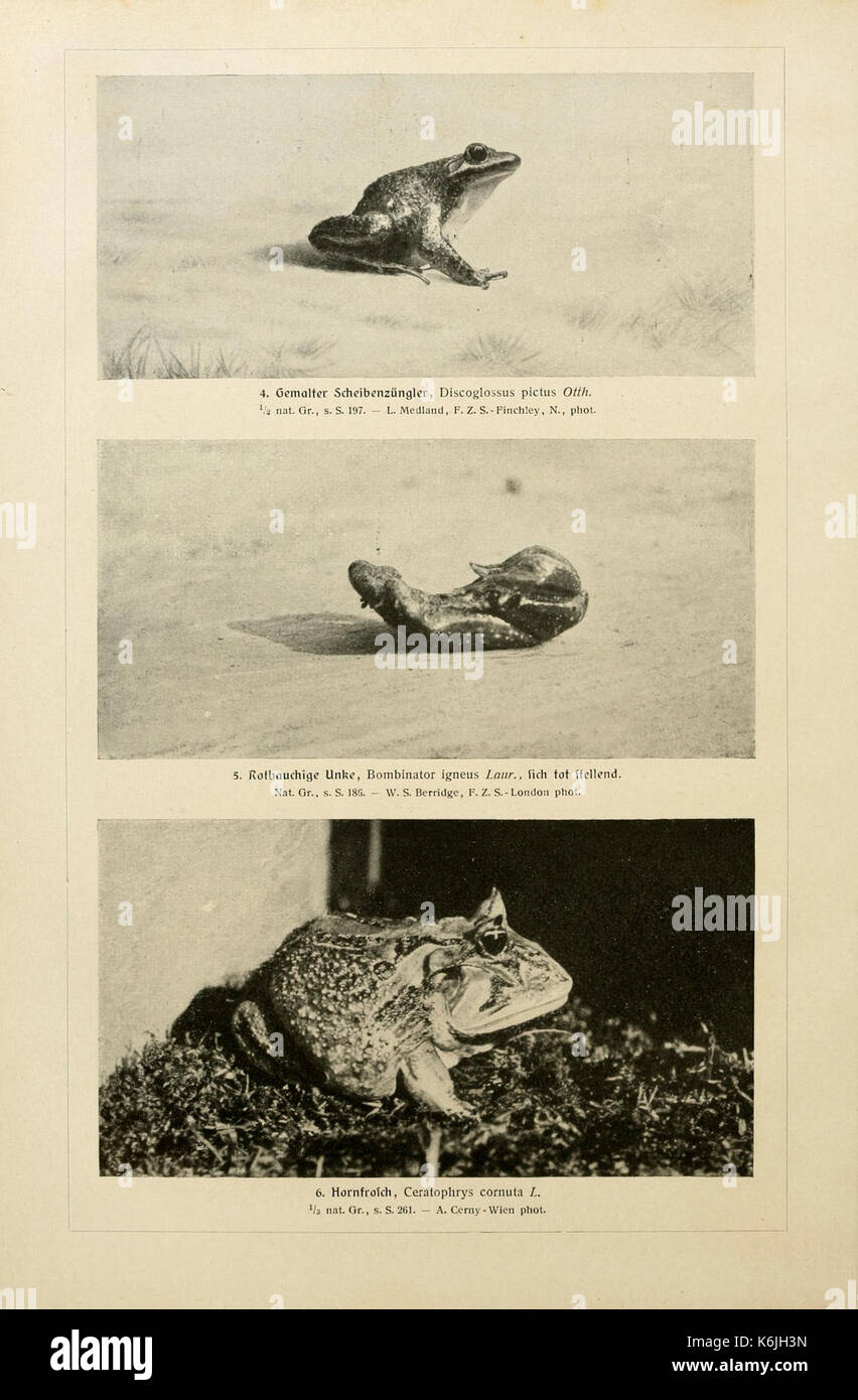 Brehms Tierleben (piastra Froschlurche I) BHL2977598 Foto Stock
