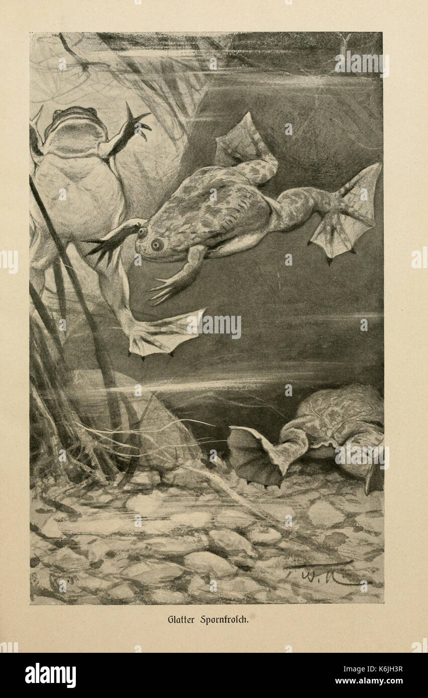 Brehms Tierleben (piastra Glatter Spornfrosch) BHL2977605 Foto Stock