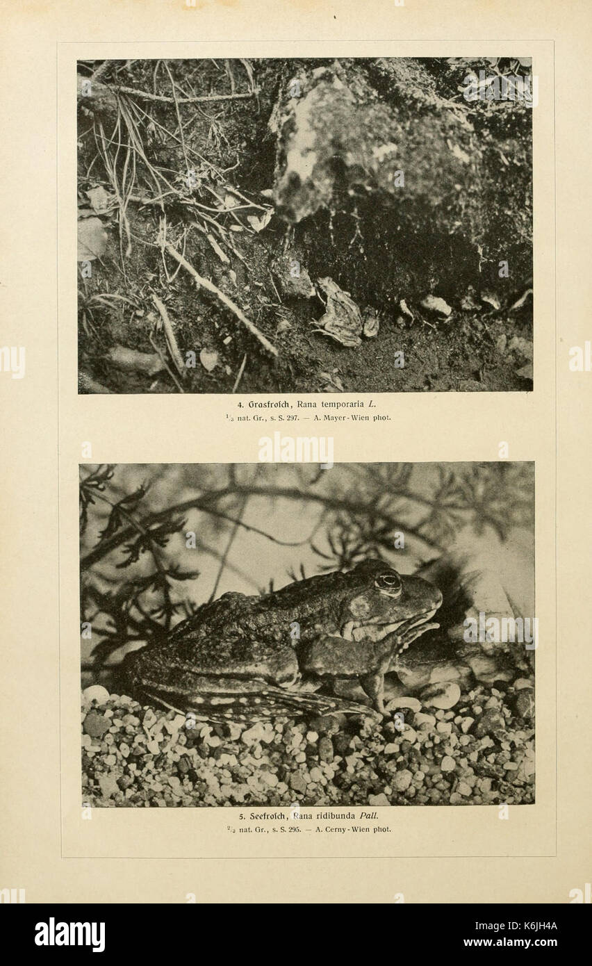 Brehms Tierleben (piastra Froschlurche II) BHL2977650 Foto Stock