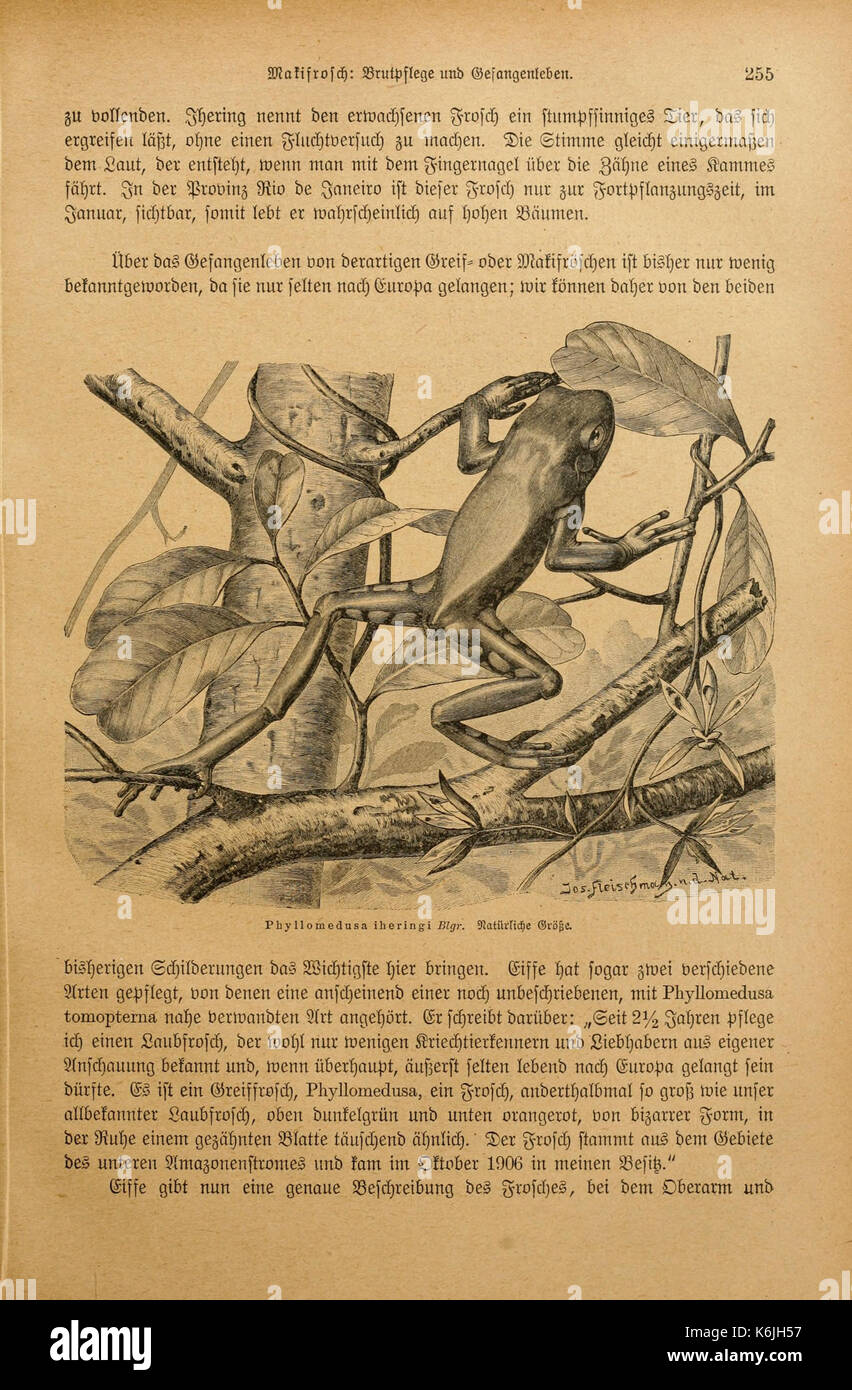 Brehms Tierleben BHL2977693 Foto Stock