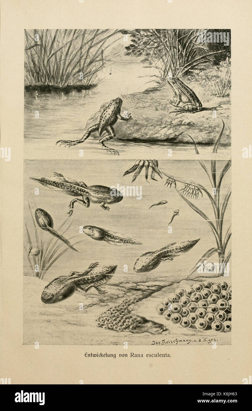 Brehms Tierleben (piastra Entwickelung von Ran) BHL2977739 Foto Stock