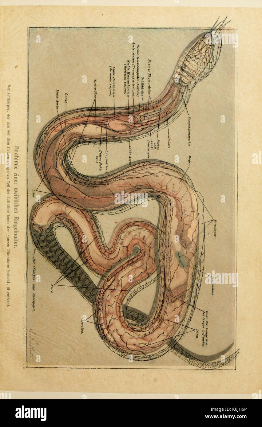 Brehms Tierleben (piastra Anatomie...Ringelnat) BHL2977791 Foto Stock
