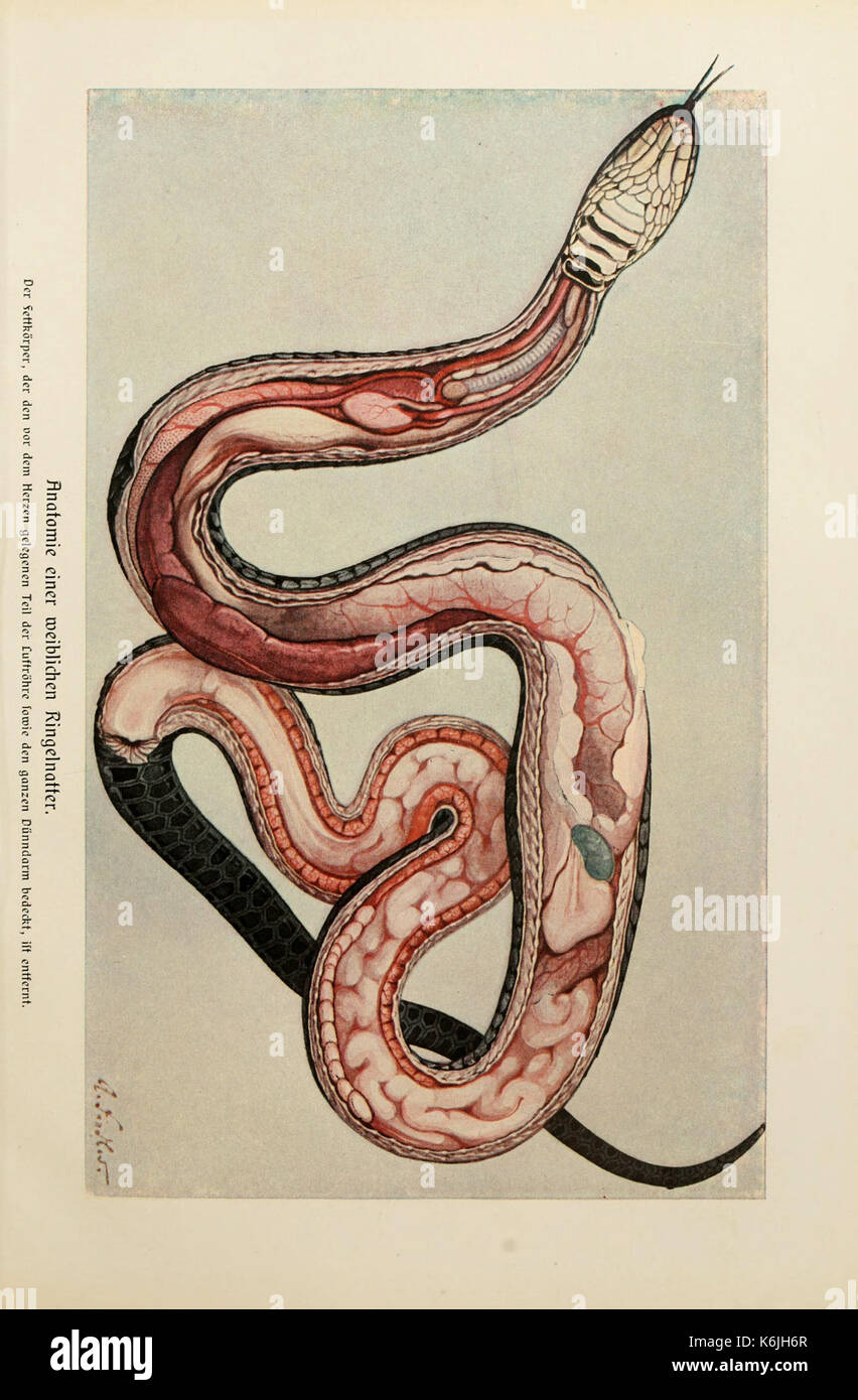 Brehms Tierleben (piastra Anatomie...Ringelnat) BHL2977793 Foto Stock