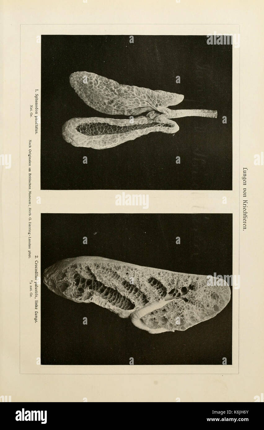 Brehms Tierleben (piastra Lungen von Kriechtie) BHL2977797 Foto Stock