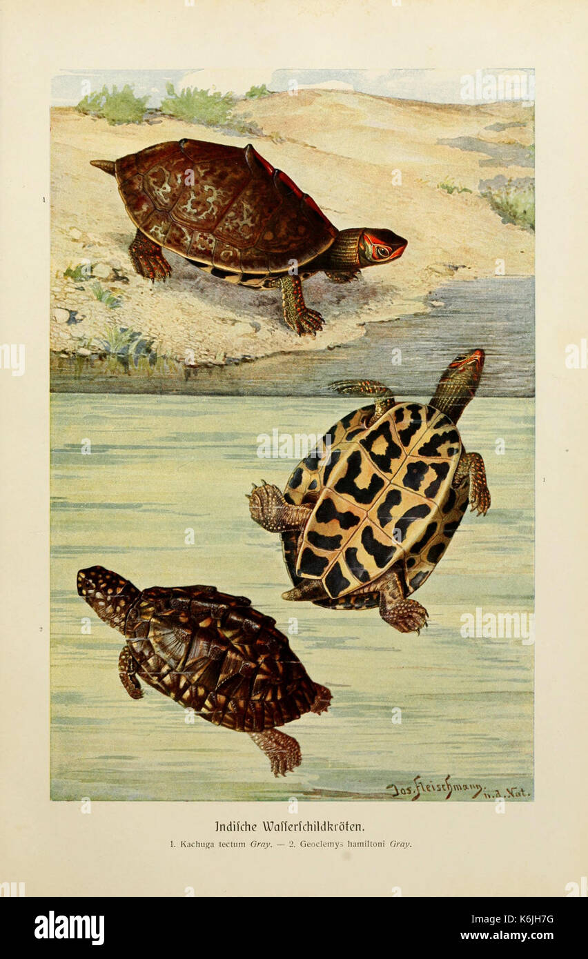 Un piatto di "Brehms Tierleben", che illustra il bufalo d'acqua indiano. Questo lavoro, un significativo studio zoologico, fornisce rappresentazioni dettagliate di varie specie animali provenienti da tutto il mondo. Foto Stock