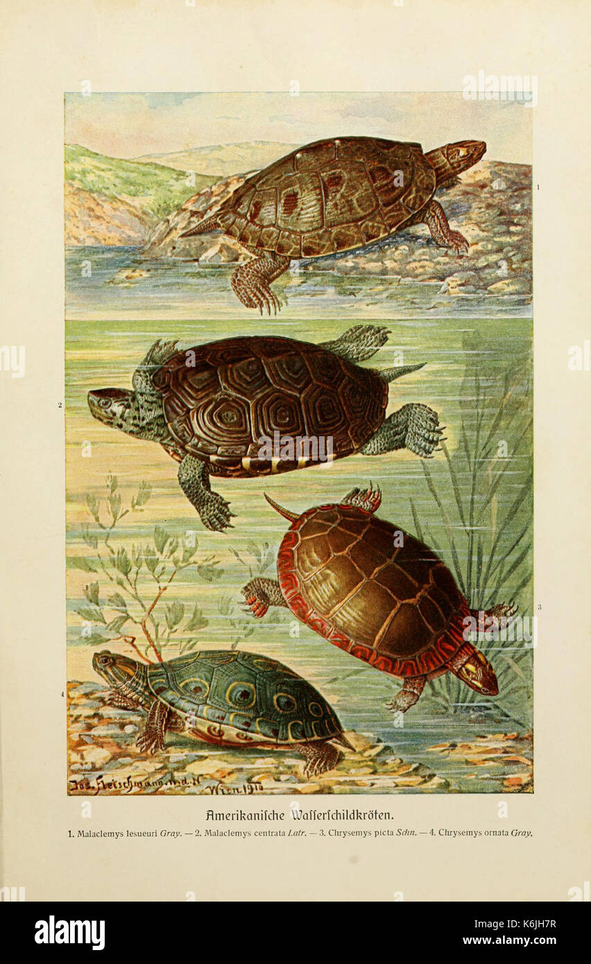 Brehms Tierleben (piastra Amerikanische Wasser) BHL2977871 Foto Stock