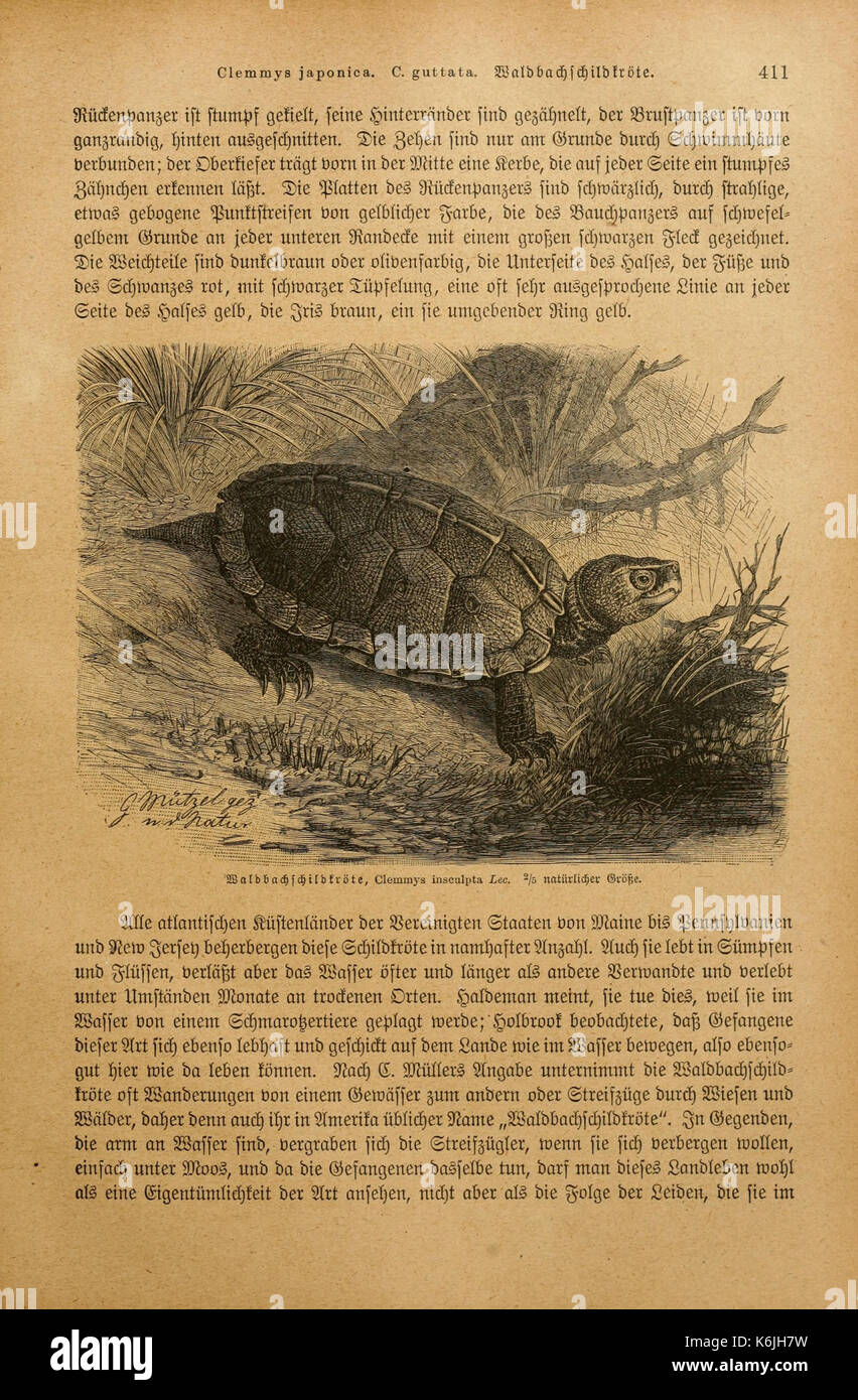 Brehms Tierleben BHL2977883 Foto Stock
