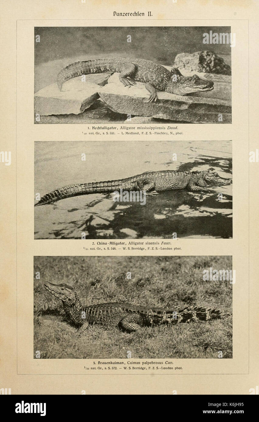 Brehms Tierleben (piastra Panzerechsen II) BHL2978061 Foto Stock