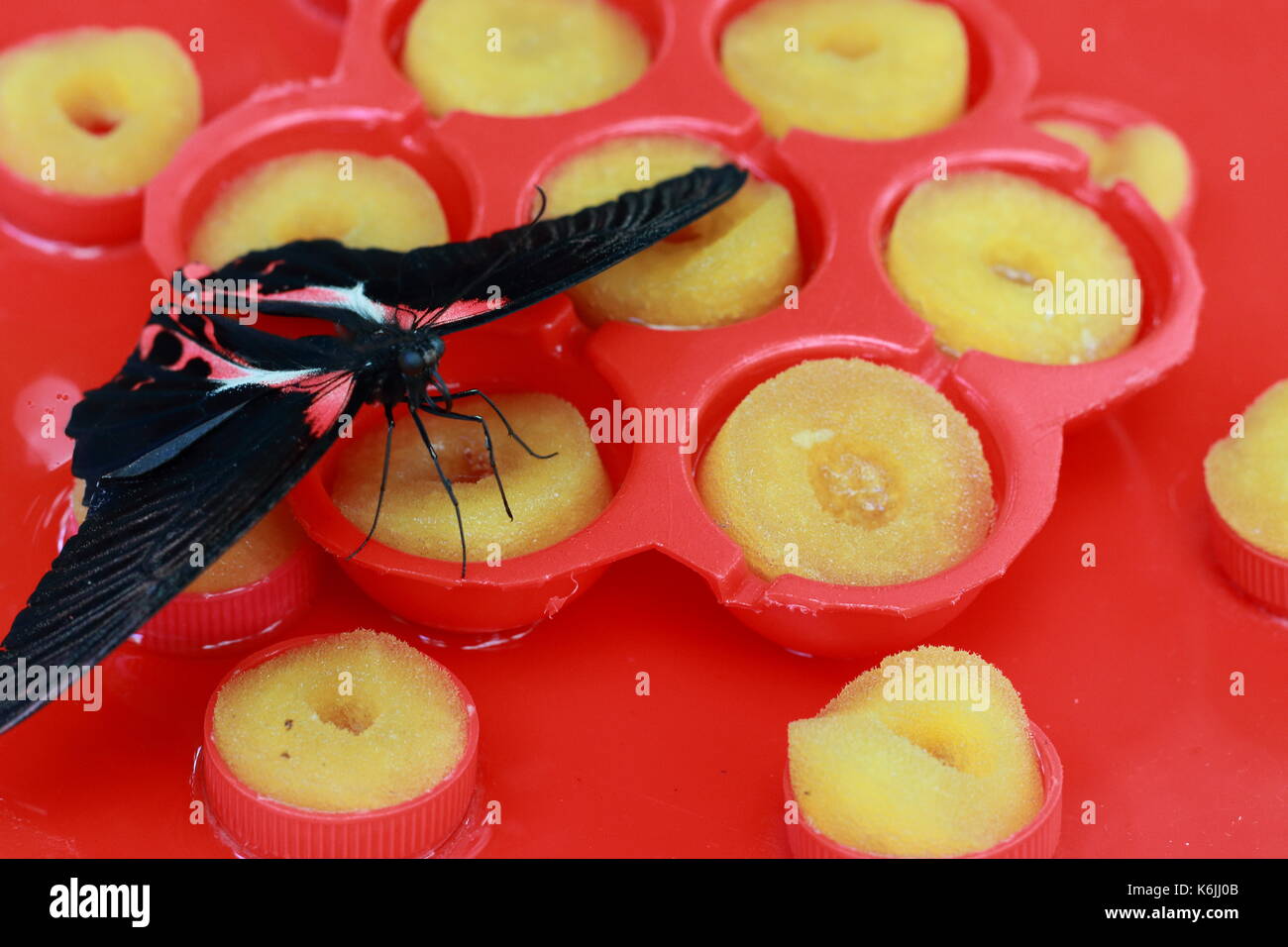 Farfalle di alimentatore Foto Stock