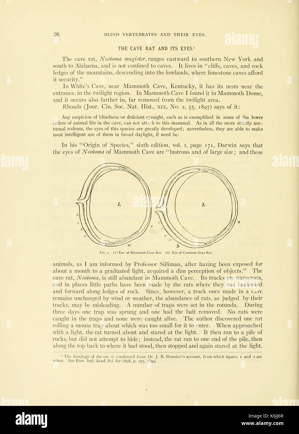 Grotta di vertebrati di America (pagina 26, Fig. 1) BHL3274957 Foto Stock