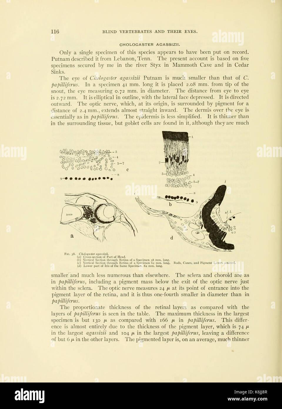 Grotta di vertebrati di America (pagina 116, Fig. 38) BHL3274884 Foto Stock