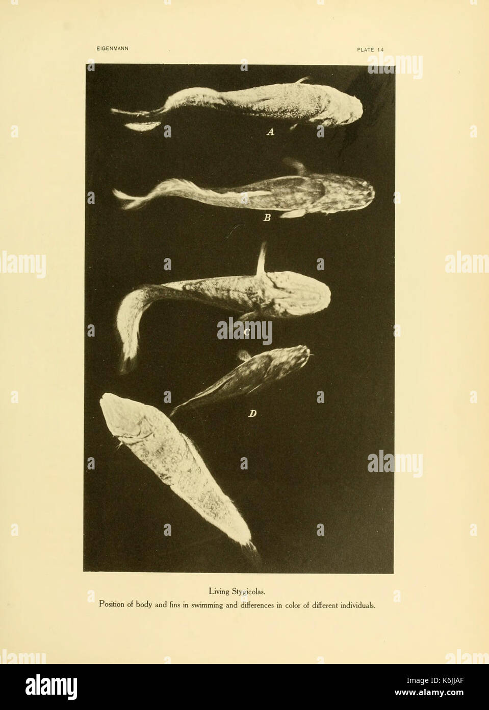 Questa illustrazione fa parte di uno studio sui vertebrati che abitano nelle grotte in America. Presenta specie uniche adattate agli ambienti sotterranei, enfatizzando i loro adattamenti fisiologici alla vita in spazi scuri e ristretti. Foto Stock