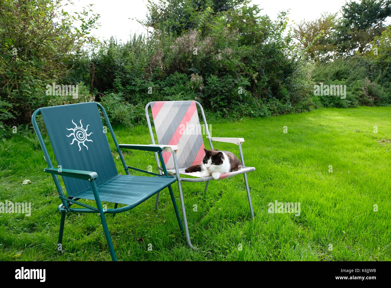 Il gatto domestico rilassarsi sulle sedie a sdraio in campo su un caravanning holiday Foto Stock