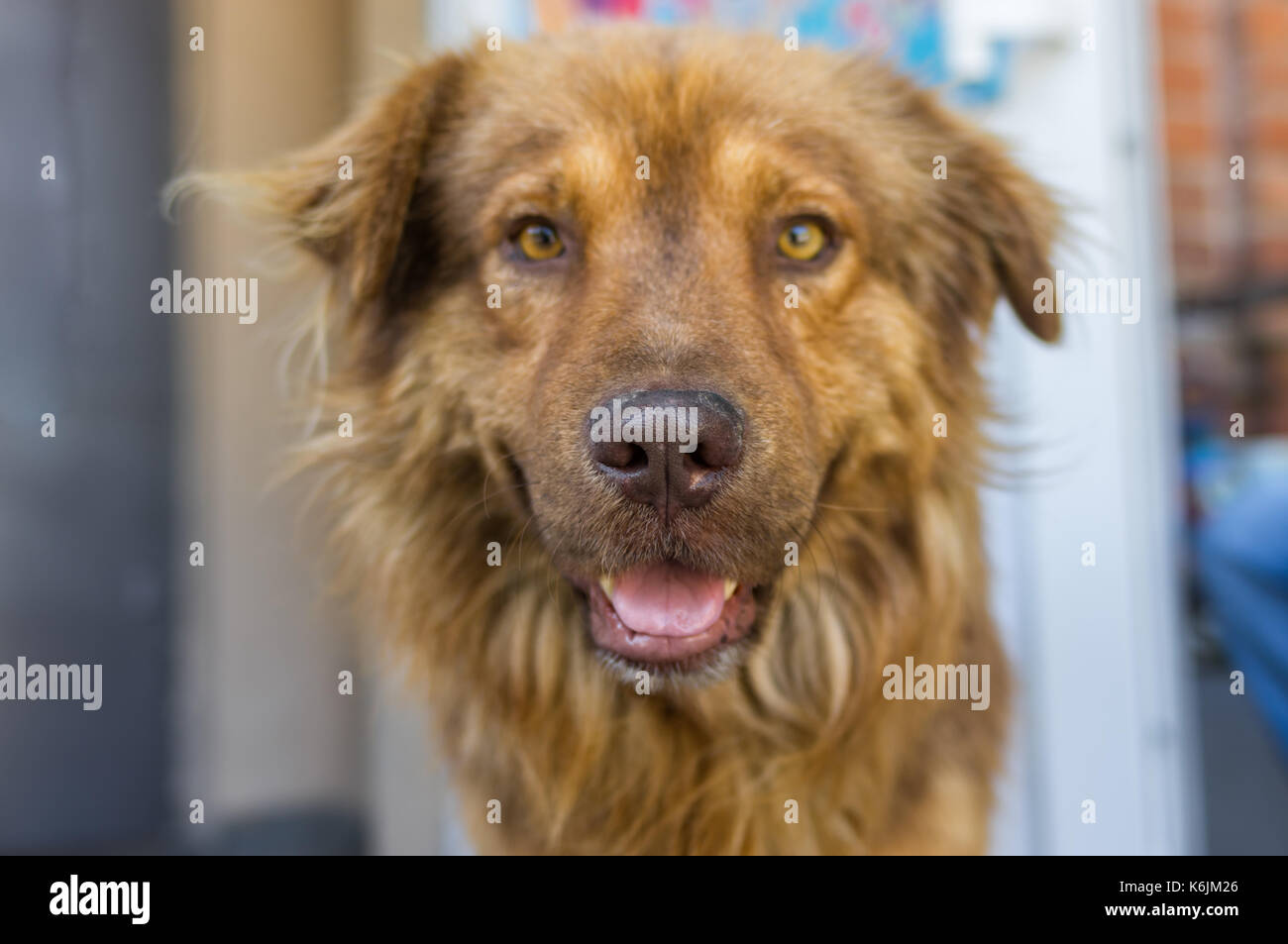 Ritratto di cross-razza di tedesco e Pastore del Caucaso cane closeup Foto Stock