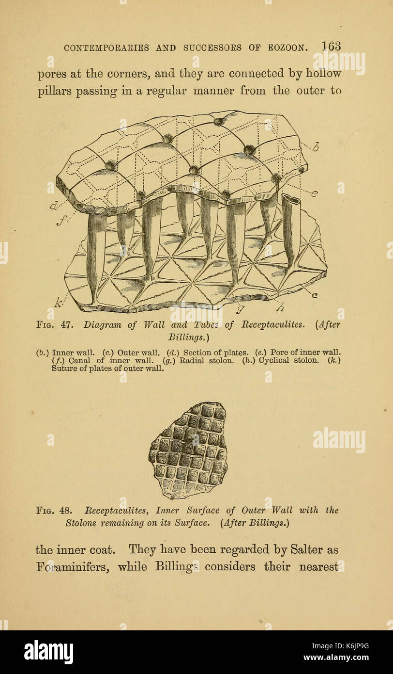 Aurora di vita (pagina 163, Fig. 47 48) BHL14892238 Foto Stock