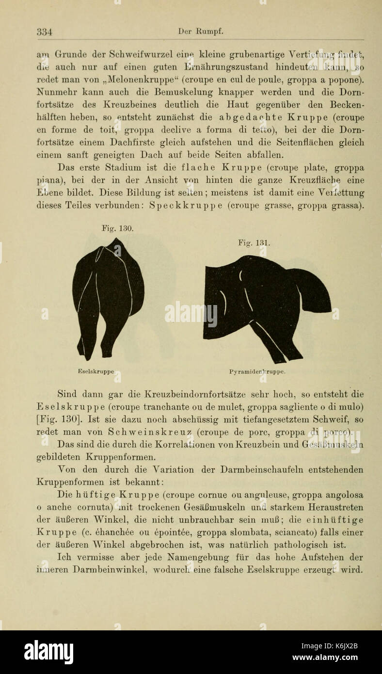 Die Beurteilung des Pferdes (la valutazione del cavallo) discute la valutazione dei cavalli in termini di caratteristiche fisiche e idoneità per vari compiti. Foto Stock