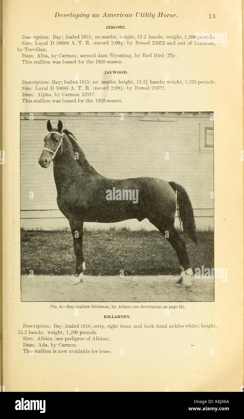 Lo sviluppo di una utility americana cavallo (pagina 13) BHL42153586 Foto Stock