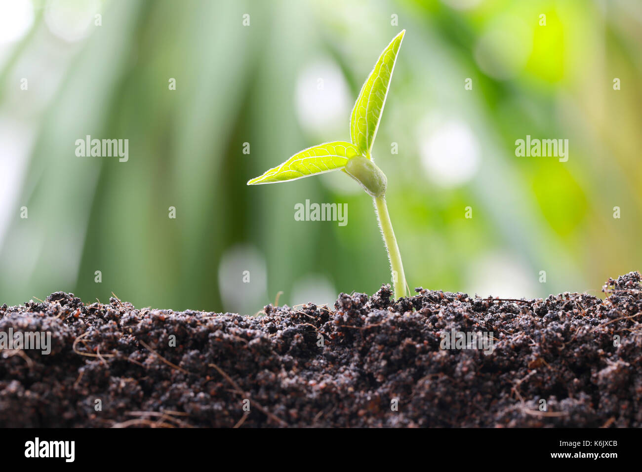 Il verde di germogli di soia sul terreno in un orto e hanno natura sfondo bokeh di fondo per il concetto di crescita e di agricoltura. Foto Stock