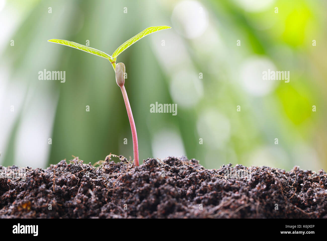 Il verde di germogli di soia sul terreno in un orto e hanno natura sfondo bokeh di fondo per il concetto di crescita e di agricoltura. Foto Stock