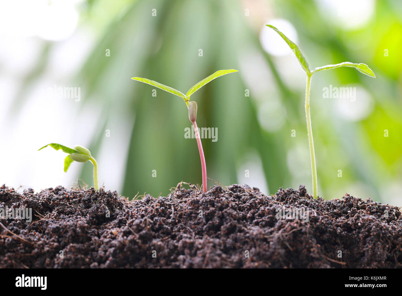 Il verde di germogli di soia sul terreno in un orto e hanno natura sfondo bokeh di fondo per il concetto di crescita e di agricoltura. Foto Stock