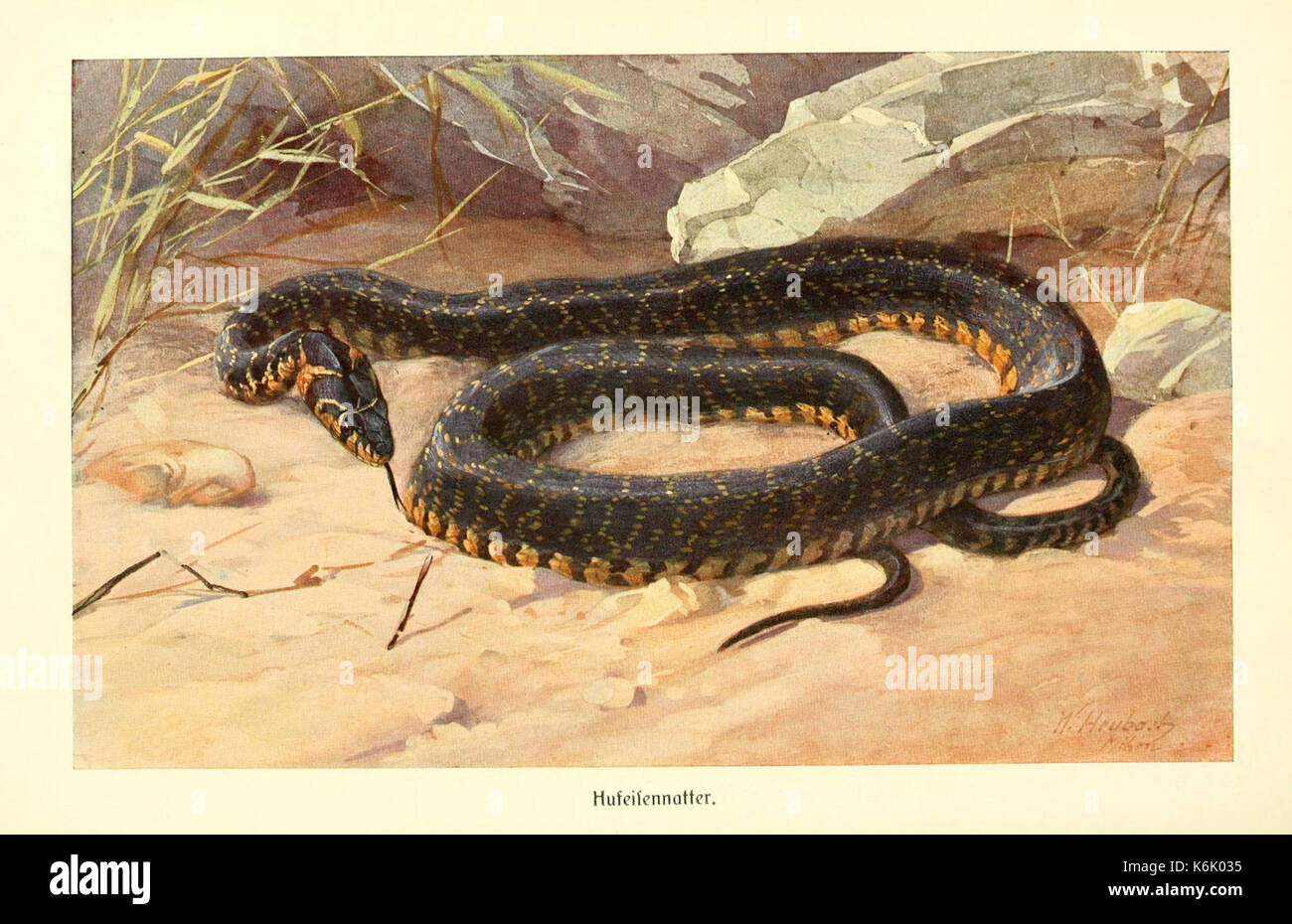 Brehms Tierleben (piastra Hufeisennatter) (9348718005) Foto Stock