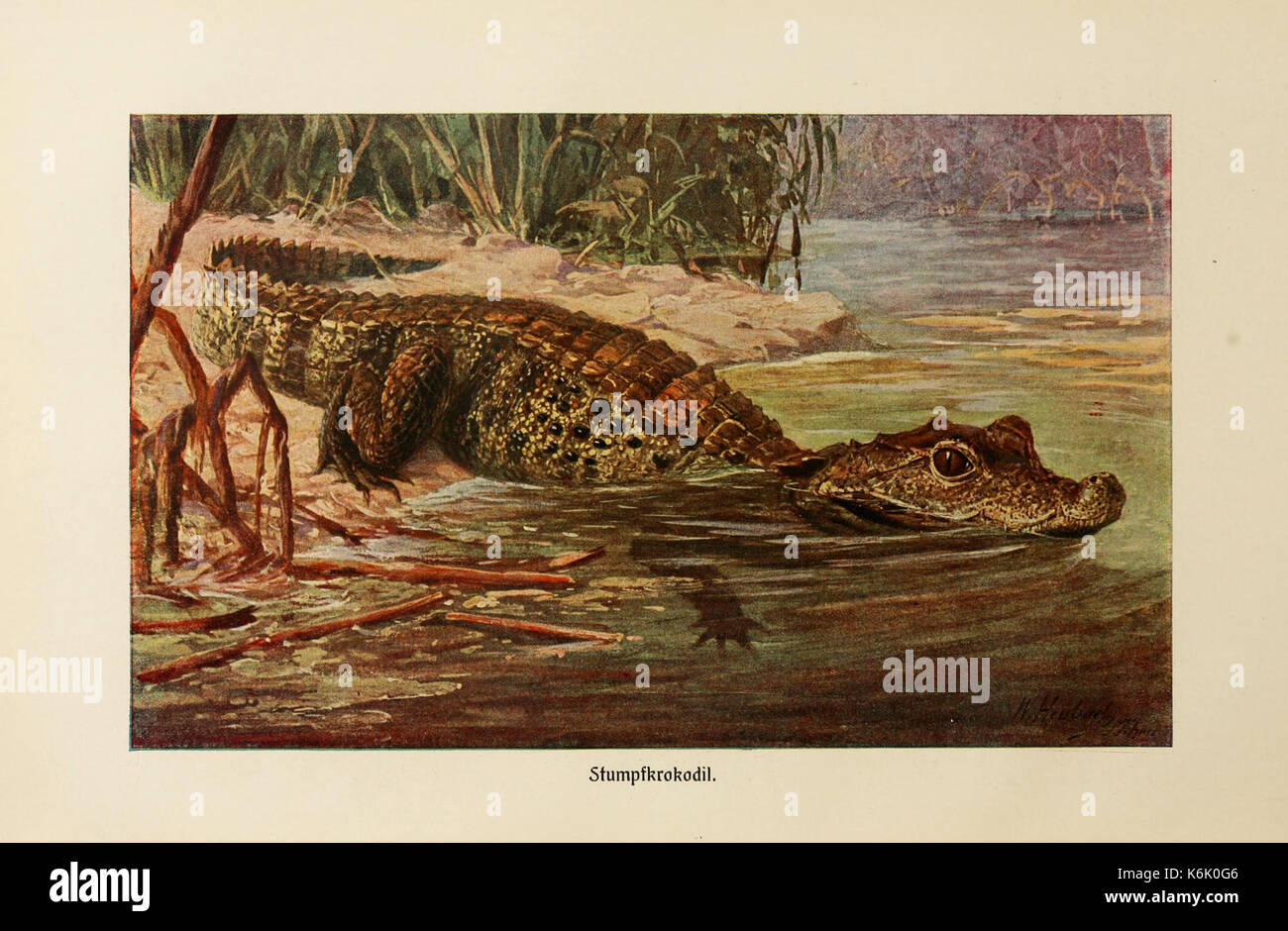 Brehms Tierleben (piastra Stumpfkrokodil) BHL2978035 Foto Stock