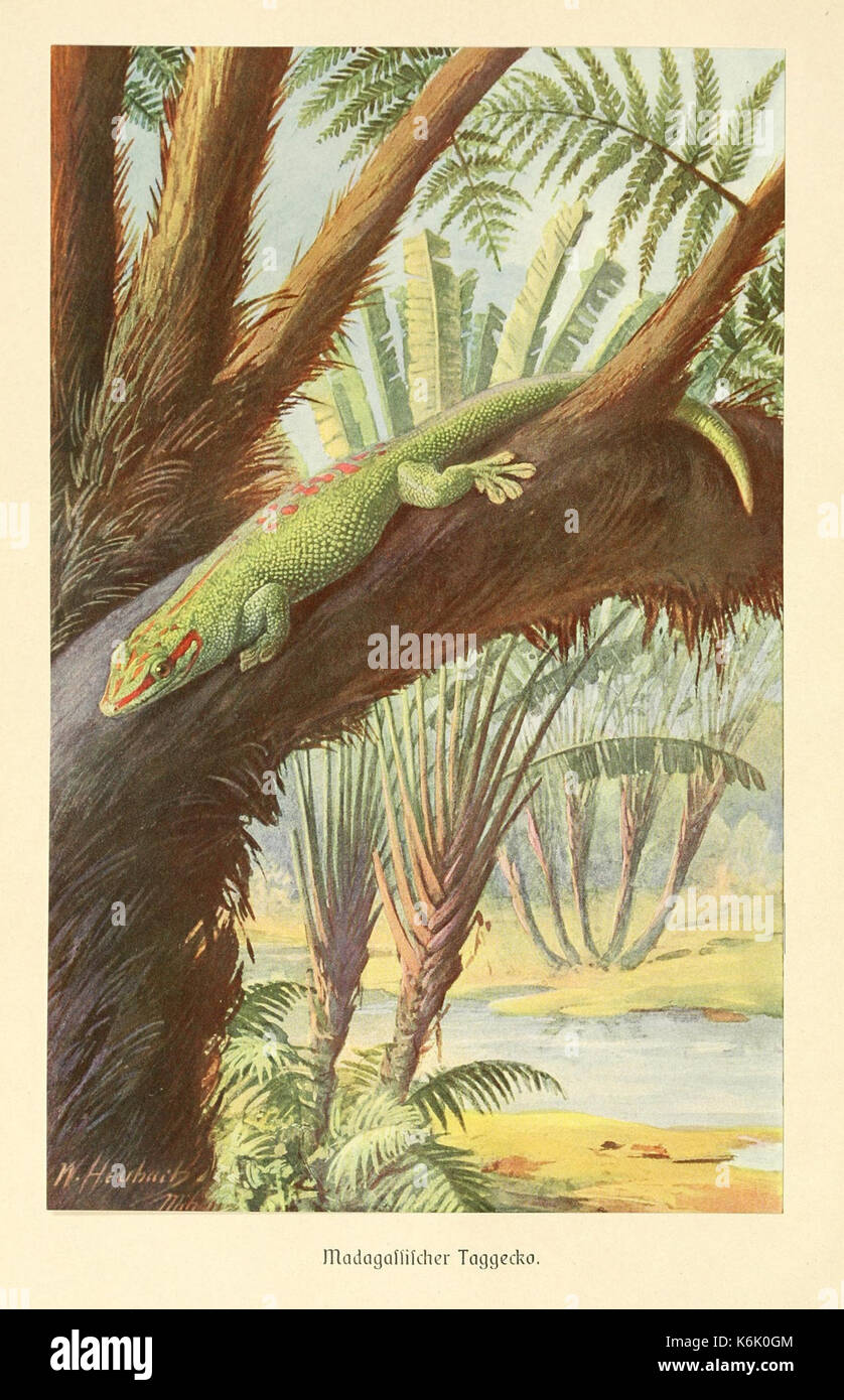 Brehms Tierleben (piastra Madagassischer Taggecko) (9348678771) Foto Stock