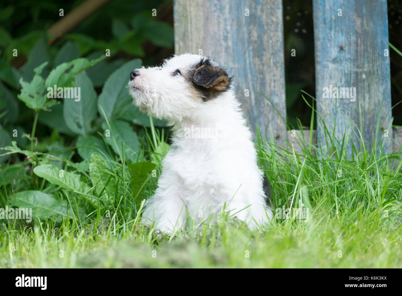 6 settimana tricolore vecchio fox terrier cucciolo di giocare al di fuori in erba in giardino Foto Stock