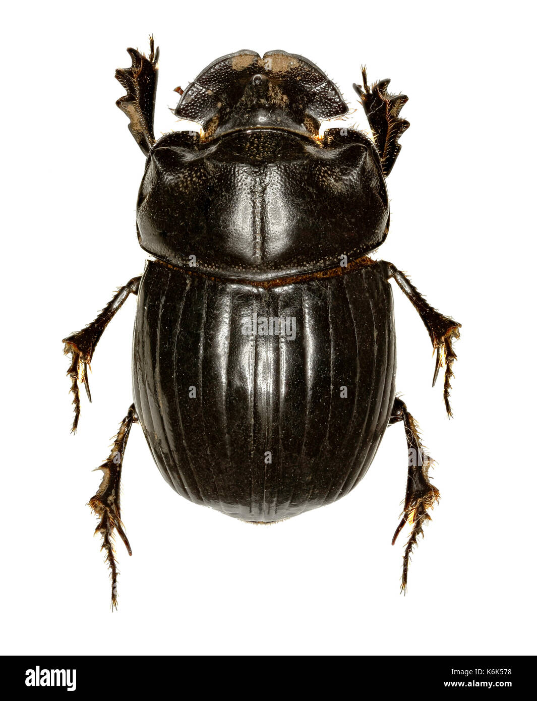 Cornuto dung beetle su sfondo bianco - copris lunaris (Linnaeus, 1758) Foto Stock