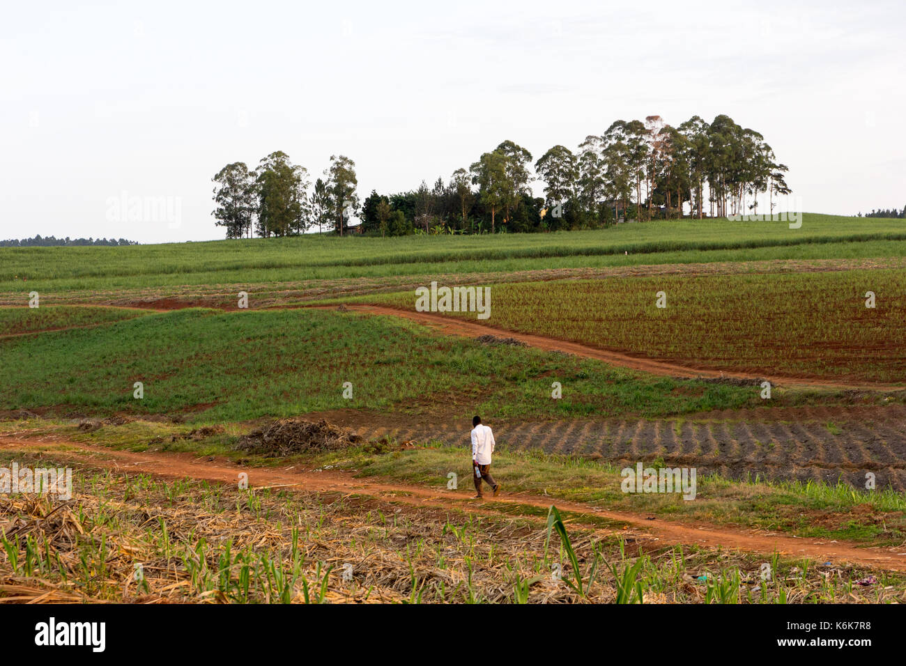 Un uomo nero a piedi attraverso un campo di un paese rurale. Foto Stock