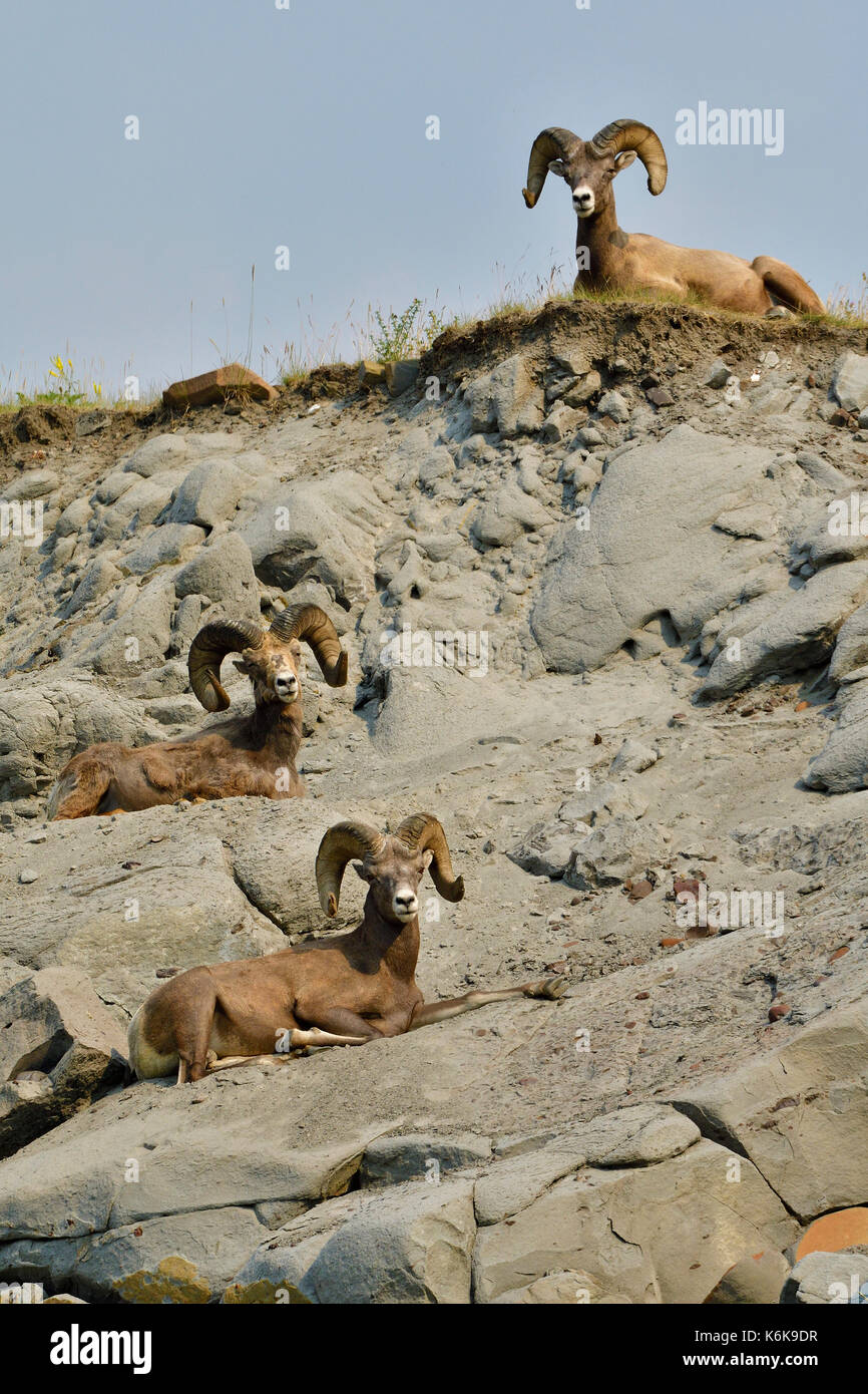 Tre i Bighorn 'Ovis canadensis"; la posa su un lato montagna vicino Cadomin Alberta Canada. Foto Stock