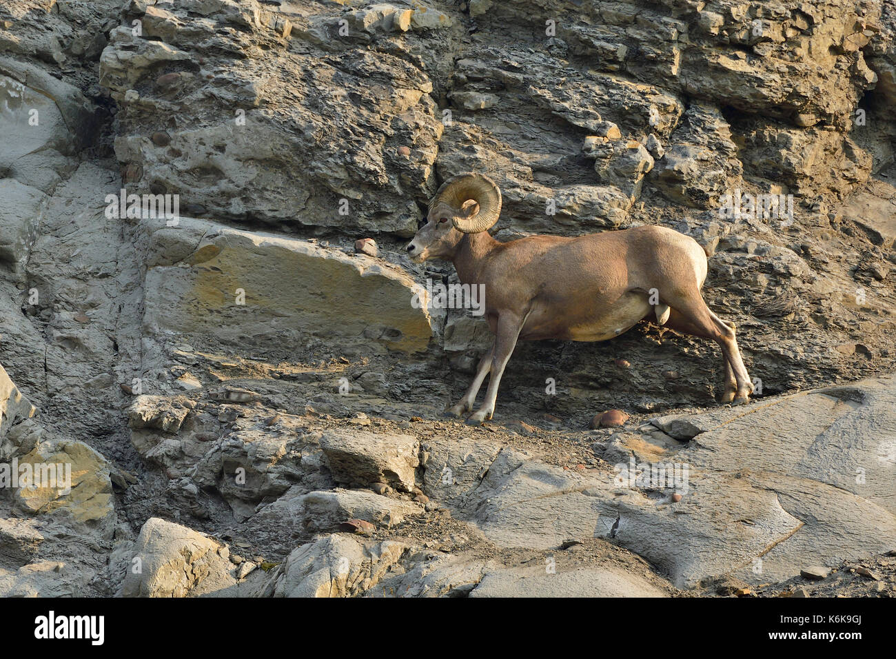 Un Bighorn 'Ovis canadensis"; in piedi su un sentiero stretto lungo una scogliera di montagna vicino Cadomin Alberta Canada. Foto Stock
