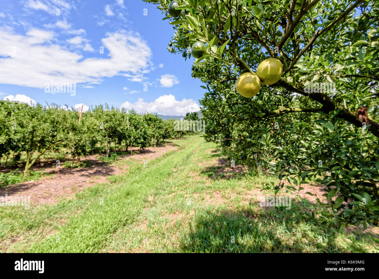 La passerella in azienda e la frutta di arancia sulla struttura ad albero con foglie verdi all'agrumeto sotto il luminoso cielo blu a superficie frutticola di northe Foto Stock
