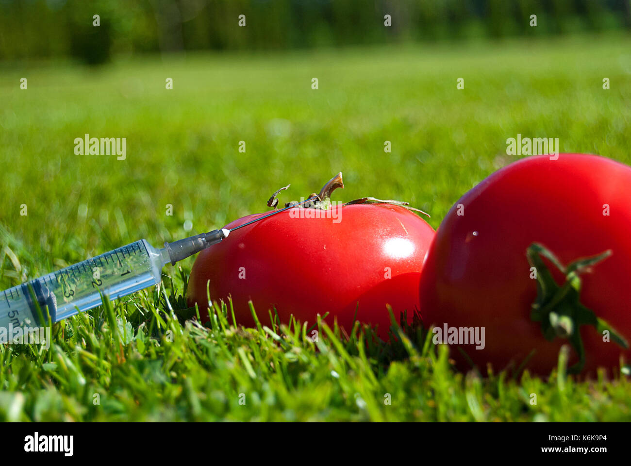 La modificazione genetica - pomodori Foto Stock