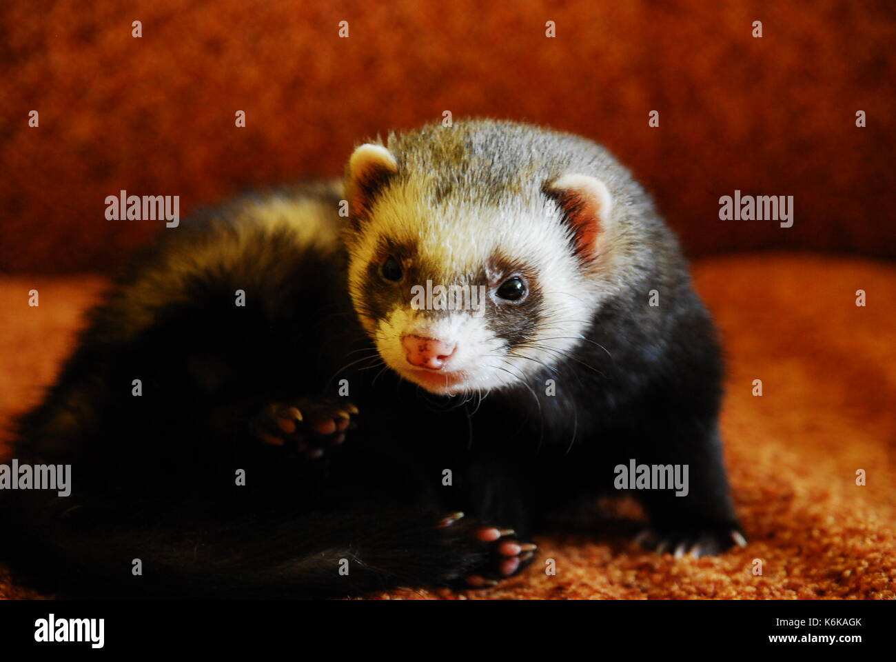 Sable ferret Foto Stock