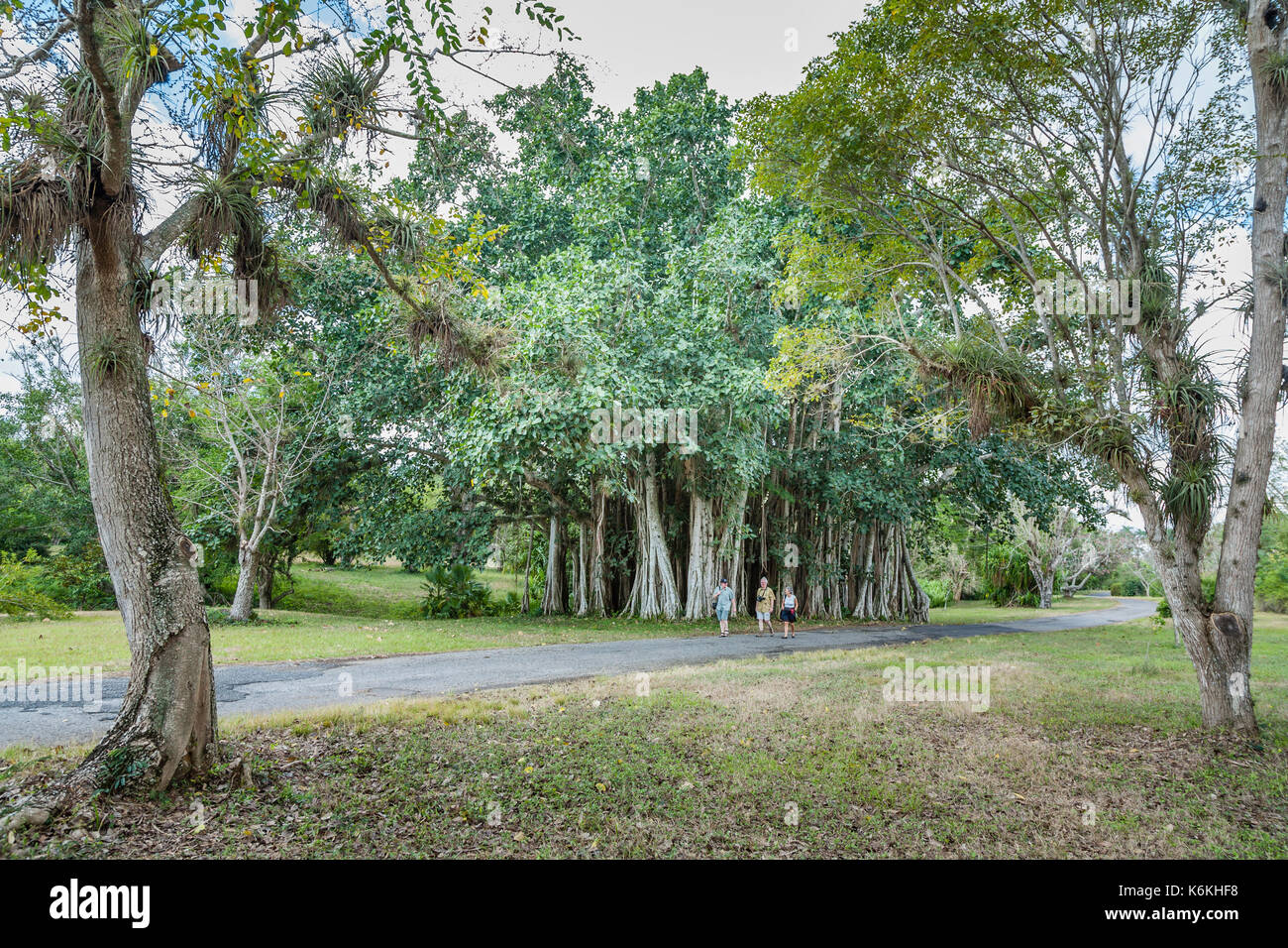 Il campione di alberi in Cienfuegos province Giardino Botanico (Jardin Botanico Soledad de Cienfuegos), Cienfuegos, una città sulla costa meridionale di Cuba Foto Stock